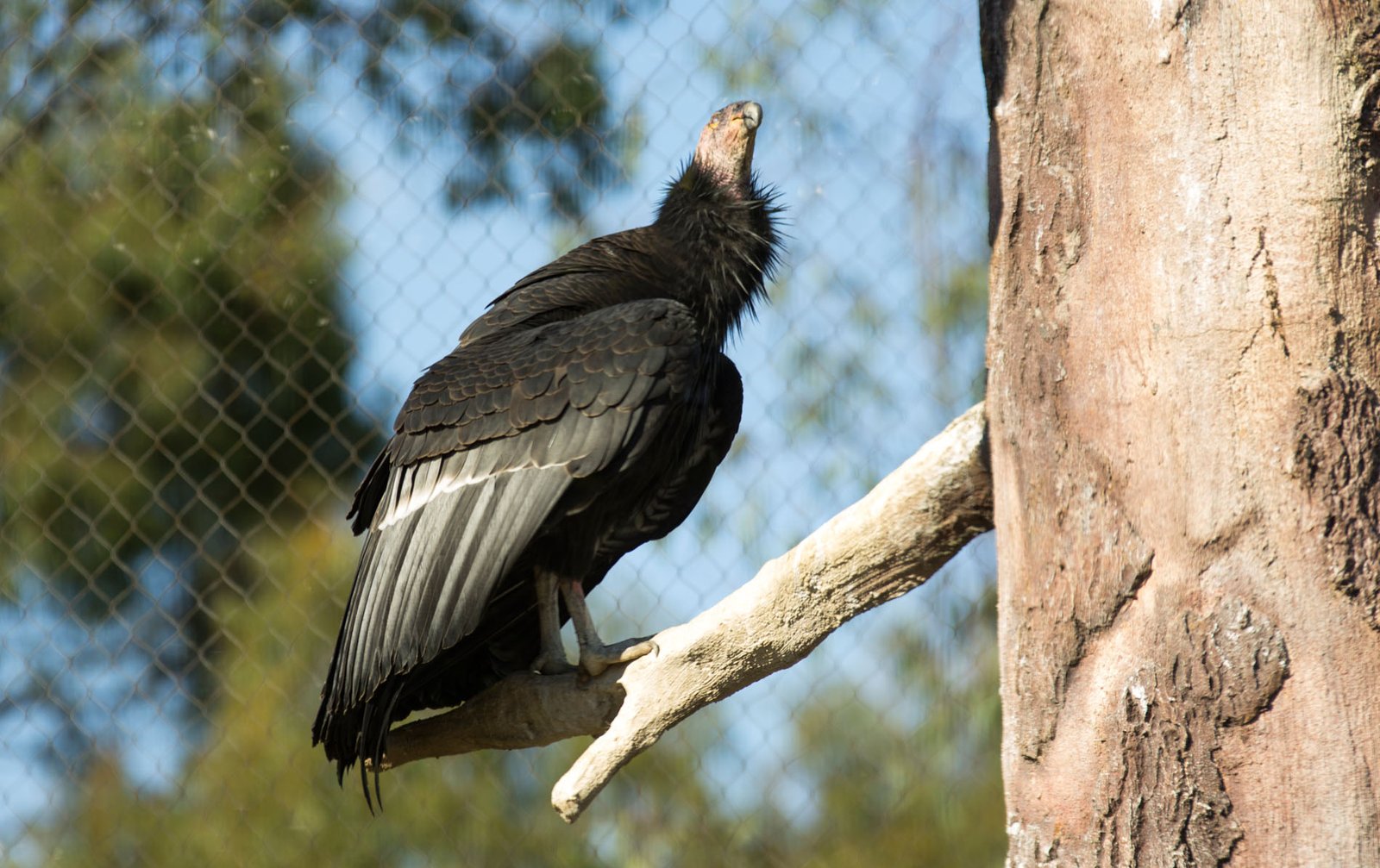 San Diego Zoo Part I 039